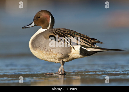 Nördliche Pintail (Anas Acuta) stehend auf einem zugefrorenen Teich in Victoria, BC, Kanada. Stockfoto