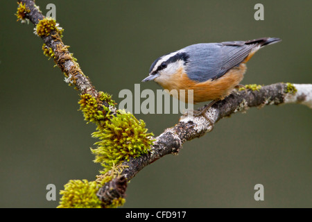 Red-breasted Kleiber (Sitta Canadensis) thront auf einem Ast in Victoria, BC, Kanada. Stockfoto