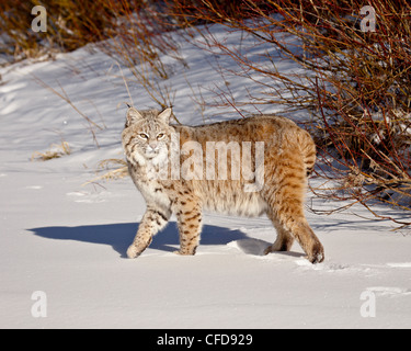 Rotluchs (Lynx Rufus) im Schnee in Gefangenschaft, in der Nähe von Bozeman, Montana, Vereinigte Staaten von Amerika, Stockfoto