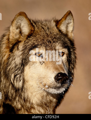 Grauer Wolf (Canis Lupus) in Gefangenschaft, in der Nähe von Bozeman, Montana, Vereinigte Staaten von Amerika, Stockfoto