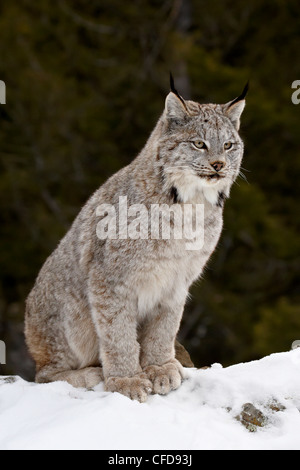 Kanadischer Luchs (Lynx Canadensis) in den Schnee, in Gefangenschaft, in der Nähe von Bozeman, Montana, Vereinigte Staaten von Amerika, Stockfoto