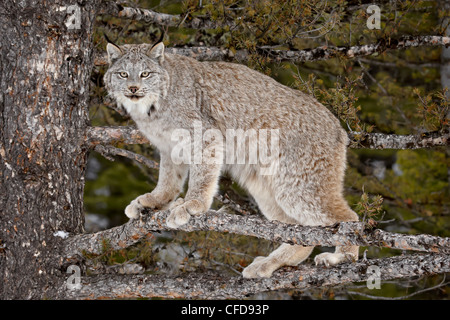 Kanadischer Luchs (Lynx Canadensis) in einem Baum, in Gefangenschaft, in der Nähe von Bozeman, Montana, Vereinigte Staaten von Amerika, Stockfoto