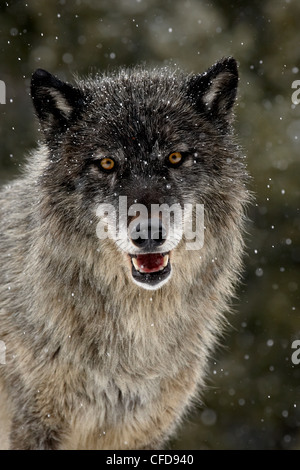 Captive graue Wolf (Canis Lupus) im Schnee, in der Nähe von Bozeman, Montana, Vereinigte Staaten von Amerika, Stockfoto