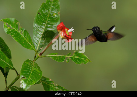 Schwarzbäuchigen Kolibri (Eupherusa Nigriventris) fliegen und Fütterung eine Blume in Costa Rica. Stockfoto