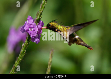 Schwarz-crested Coquette (Lophornis Helenae) fliegen und Fütterung eine Blume in Costa Rica. Stockfoto