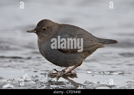 Amerikanische Wagen (Wasser Ouzel) (Cinclus Mexicanus) stehen auf dem Eis, Yellowstone-Nationalpark, Wyoming, Vereinigte Staaten von Amerika Stockfoto