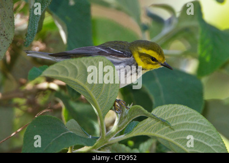 Black-throated grüner Laubsänger (Dendroica Virens) thront auf einem Ast in Costa Rica. Stockfoto