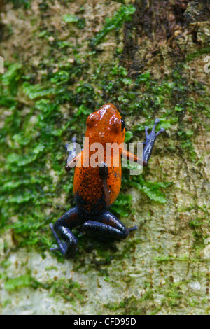 Strawberry Poison Dart Frog thront auf einem Ast in Costa Rica. Stockfoto