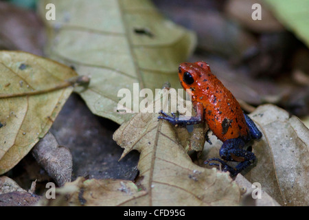 Strawberry Poison Dart Frog thront in der Laubstreu im Regenwald von Costa Rica. Stockfoto