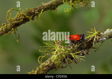 Strawberry Poison Dart Frog thront auf einem Ast in Costa Rica. Stockfoto