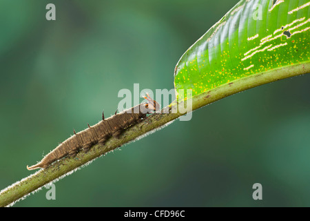 Caterpillar thront auf einem Blatt Heliconia in Costa Rica. Stockfoto