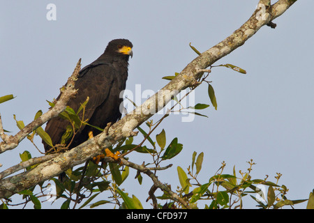 Gemeinsamen Black-Hawk (Buteogallus Anthracinus) thront auf einem Ast in Costa Rica. Stockfoto