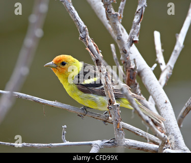 Männliche Western Tanager (Piranga Ludoviciana), in der Nähe von Oliver, British Columbia, Kanada, Stockfoto