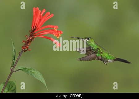 Grün-gekrönter brillant (Heliodoxa Jacula) fliegen und Fütterung eine Blume in Costa Rica. Stockfoto