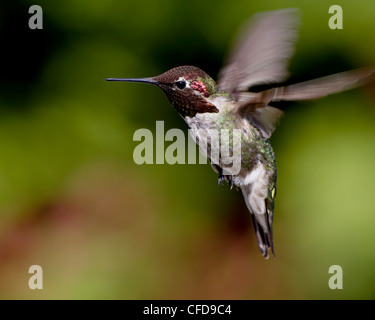 Annas Kolibri (Calypte Anna) schwebt, in der Nähe von Saanich, British Columbia, Kanada, Stockfoto