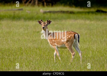 Damhirsch (Dama Dama) Bock, Spieß Sidney, British Columbia, Kanada, Stockfoto