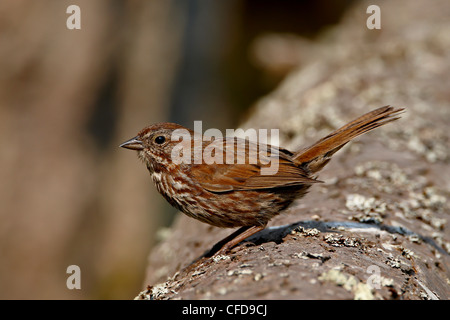 Singammer (Melospiza Melodiai), Sidney Spieß, Britisch-Kolumbien, Kanada Stockfoto