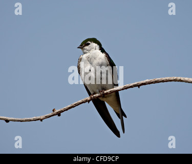 Violett-grüne Schwalbe (Tachycineta Thalassina), Sidney Spieß, British Columbia, Kanada Stockfoto