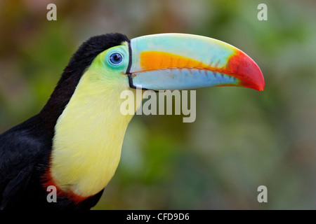 Kiel-billed Toucan (Ramphastos Sulfuratus) thront auf einem Ast in Costa Rica. Stockfoto