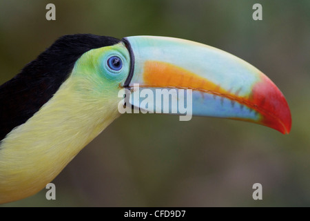 Kiel-billed Toucan (Ramphastos Sulfuratus) thront auf einem Ast in Costa Rica. Stockfoto