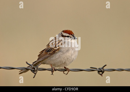 Chipping Sparrow (Spizella Passerina), Banff Nationalpark, Alberta, Kanada Stockfoto