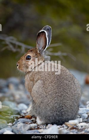 Schneeschuh-Hase (Lepus Americanus), Banff Nationalpark, Alberta, Kanada Stockfoto