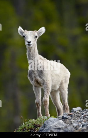 Stone Schaf (Ovis Dalli Stonei) Lamm, Muncho Lake Provincial Park, Britisch-Kolumbien, Kanada, Stockfoto