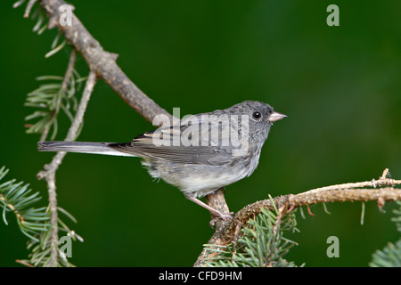 Schiefer – farbige Junco (Junco Hyemalis Hyemalis), dunkel-gemustertes Junco (Junco Hyemalis), Wasilla, Alaska, Vereinigte Staaten von Amerika Stockfoto