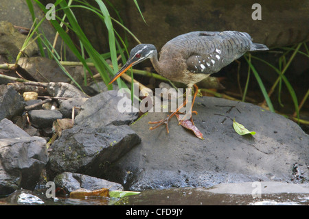 Sunbittern (Eurypyga Helias) Fütterung entlang eines Flusses in Costa Rica. Stockfoto