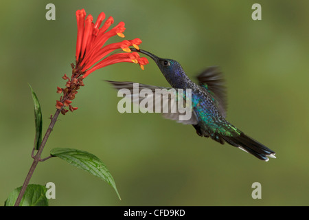 Violette Sabrewing (Campylopterus Hemileucurus) fliegen und Fütterung eine Blume in Costa Rica. Stockfoto