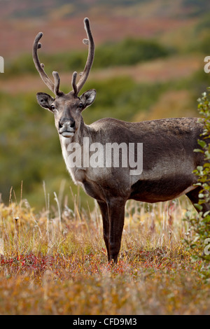 Porcupine Caribou (Rangifer Tarandus Granti) Kuh unter den Farben des Herbstes, Denali Nationalpark und Reservat, Alaska, USA Stockfoto