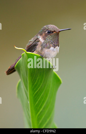 Vulkan-Kolibri (Selasphorus Flammula) thront auf einem Blatt in Costa Rica. Stockfoto