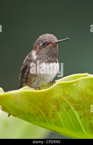 Vulkan-Kolibri (Selasphorus Flammula) thront auf einem Blatt in Costa Rica. Stockfoto