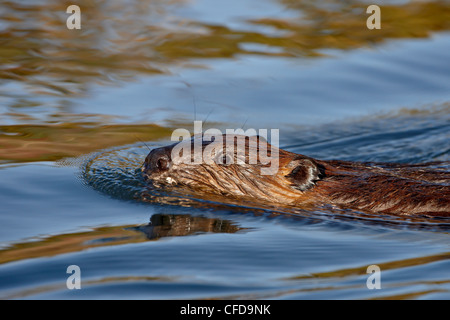 Biber (Castor Canadensis) schwimmen, Denali Nationalpark und Reservat, Alaska, Vereinigte Staaten von Amerika, Stockfoto