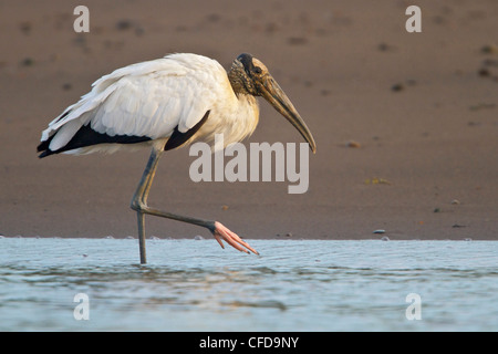 Holz-Storch (Mycteria Americana) Fütterung entlang eines Flusses in Costa Rica. Stockfoto