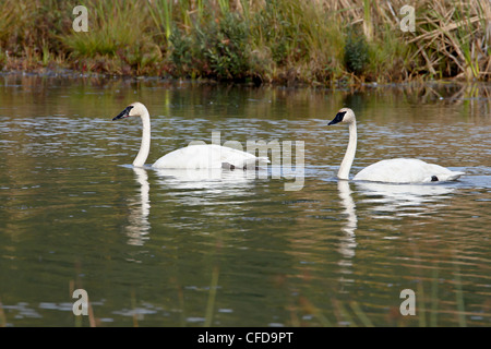 Trompeter Schwan (Cygnus Buccinator) paar, Potter Marsh, Alaska, Vereinigte Staaten von Amerika, Stockfoto