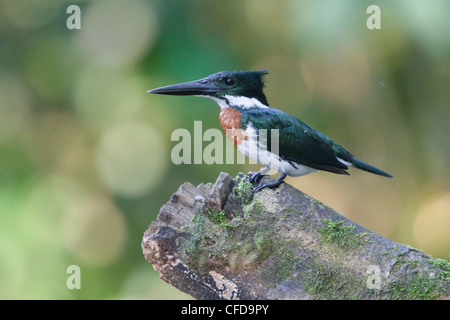 Amazon Kingfisher (Chloroceryle Amazona) thront auf einem Ast in Ecuador. Stockfoto