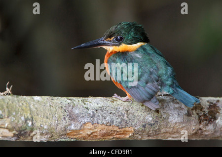 Amerikanische Pygmy Kingfisher (Chloroceryle Aenea) thront auf einem Ast in Ecuador. Stockfoto