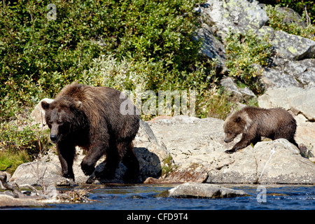 Grizzly Bär (Ursus Arctos Horribilis) säen und Cub, Frühling, Katmai-Nationalpark und Reservat, Alaska, USA Stockfoto