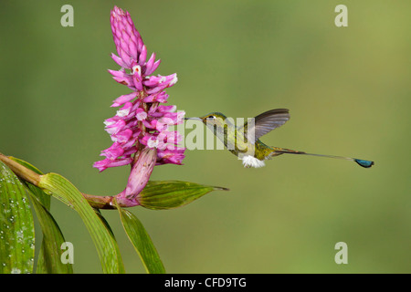 Gestarteten Schläger-Tail Kolibri (Grundfarbe Underwoodii) fliegen während der Fütterung auf eine Blume in Ecuador. Stockfoto