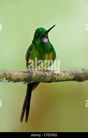 Kaiserin brillant (Heliodoxa Imperatrix) thront auf einem Ast in Ecuador. Stockfoto