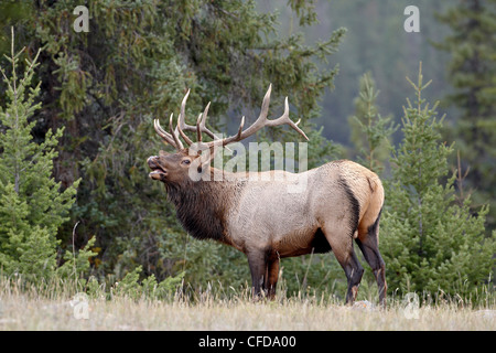 Stier Elche (Cervus Canadensis) demonstriert die Flehmen Antwort während der Brunft, Jasper Nationalpark, Alberta, Kanada Stockfoto