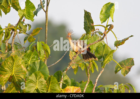 Hoatzin (Opisthocomus Hoazin) thront auf einem Ast in Ecuador. Stockfoto