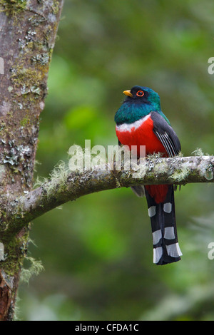 Maskierte Trogon (Trogon Personatus Assimilis) thront auf einem Ast in Ecuador. Stockfoto