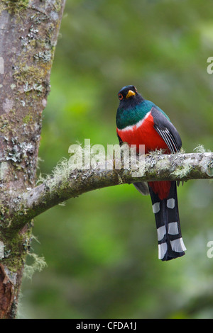 Maskierte Trogon (Trogon Personatus Assimilis) thront auf einem Ast in Ecuador. Stockfoto