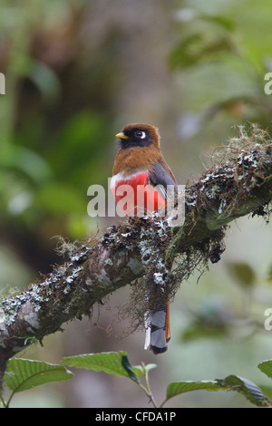 Maskierte Trogon (Trogon Personatus Assimilis) thront auf einem Ast in Ecuador. Stockfoto