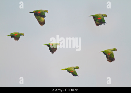 Mehlig Amazon Parrot (Amazona Farinosa) fliegen in Ecuador. Stockfoto