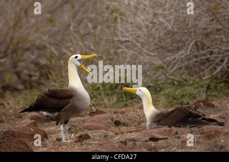 Winkte Albatross Balz, Punto Cevallos, Espanola (Haube) Insel, Galapagos-Inseln, Ecuador, Südamerika. Stockfoto