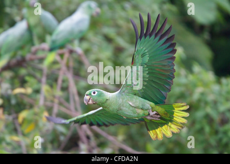 Mehlig Amazon Parrot (Amazona Farinosa) fliegen in Ecuador. Stockfoto