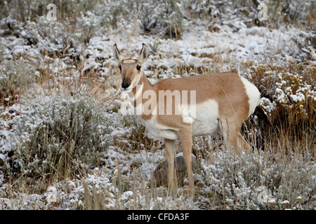 Gabelbock (Antilocapra Americana) im Schnee, Grand-Teton-Nationalpark, Wyoming, Vereinigte Staaten von Amerika Stockfoto
